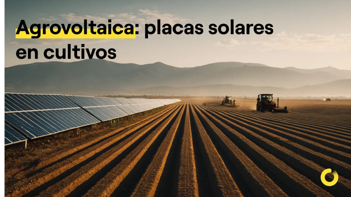 Agrovoltaica: placas solares en cultivos